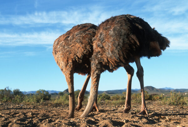 ostrich effect